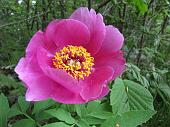 29 Peonia